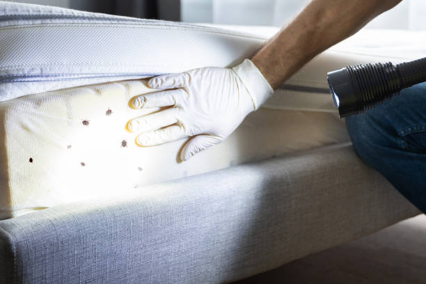 Pest Control for Restaurants in Idaho Springs, CO