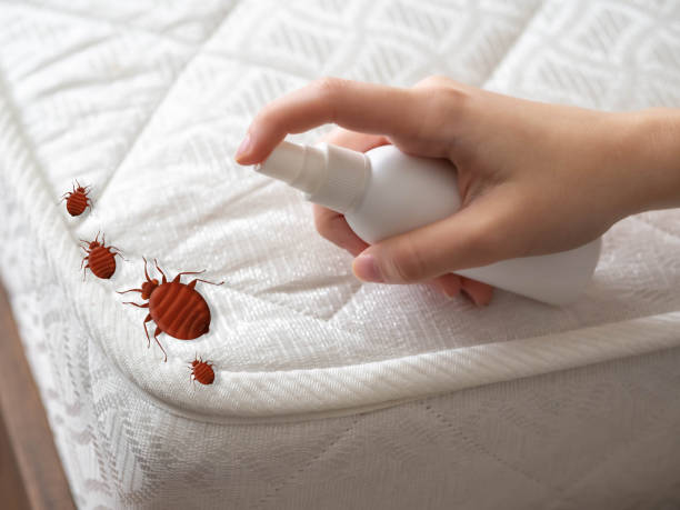 Best Insect Control  in Idaho Springs, CO