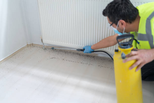 Best Termite Control Services  in Idaho Springs, CO